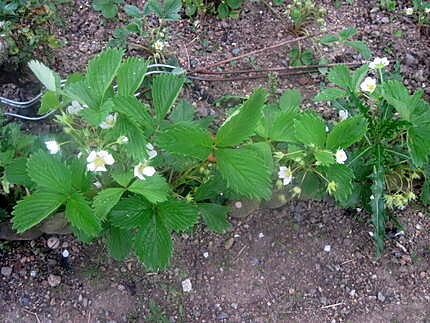 recette plante pour cuisine.