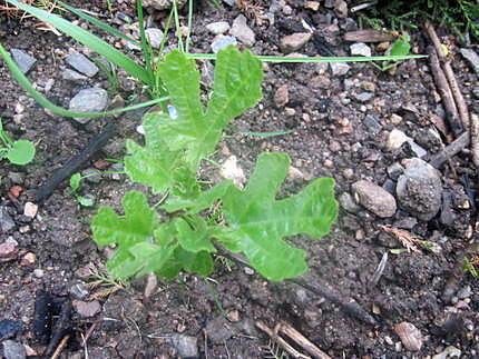 recette plante pour cuisine.