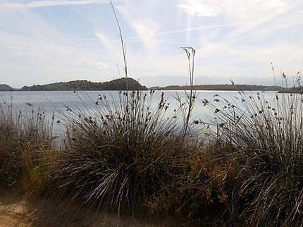 recette RECOLTE  AU  BORD  DE  L'ETANG